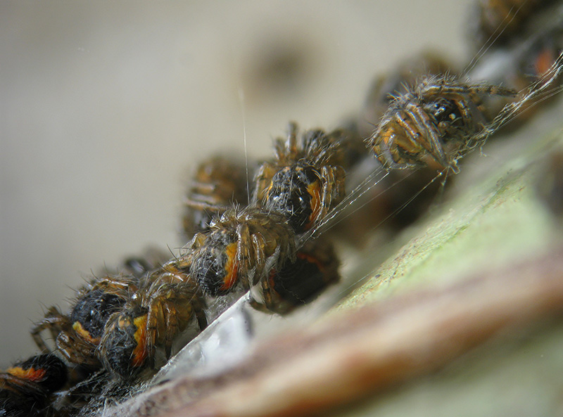 Schiusa ... Araneus sp.?